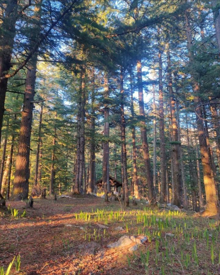 Jibhi Deep In Woods 빌라 외부 사진